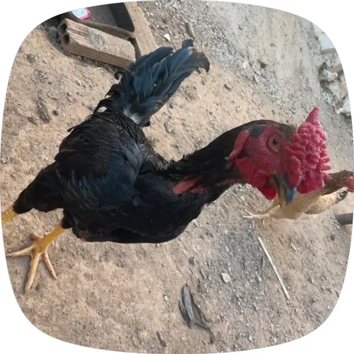 Galo índio