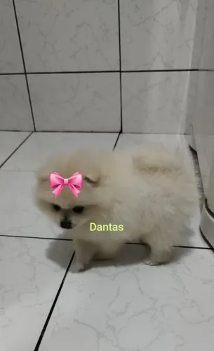 Filhotes de Spitz Alemão Puro