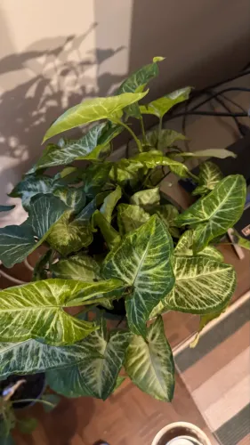 [Disponível] Planta singônio em vaso Auto Irrigável 