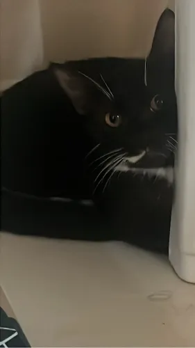 Gata Frajola