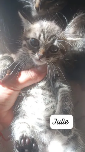 Doação de gatos 