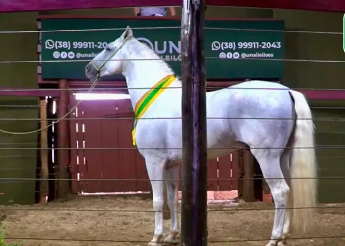 Cavalo Garanhão Mangalarga Marchador