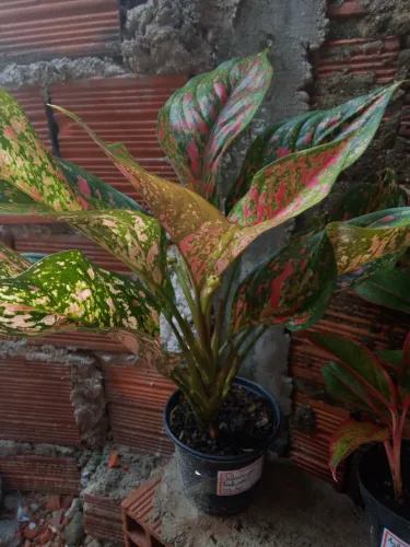 Jardim plantas aglaonema pink 