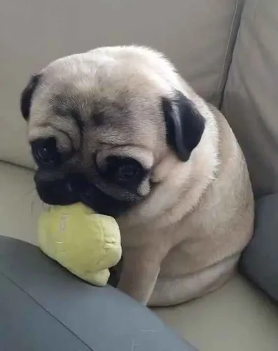 Filhote pug, Pequenos no Tamanho, Gigantes no Amor!
