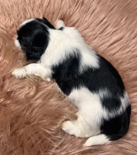 Cachorro