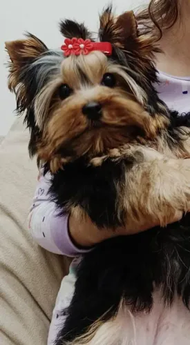 Yorkshire terrier Fêmea