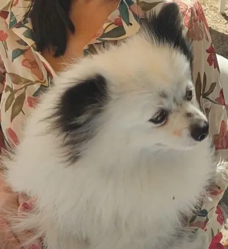 PROCURA-SE CACHORRO