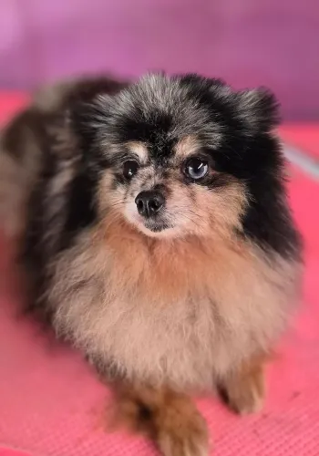 Spitz Adulta