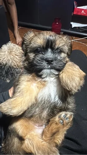 filhote cachorro shihtzu