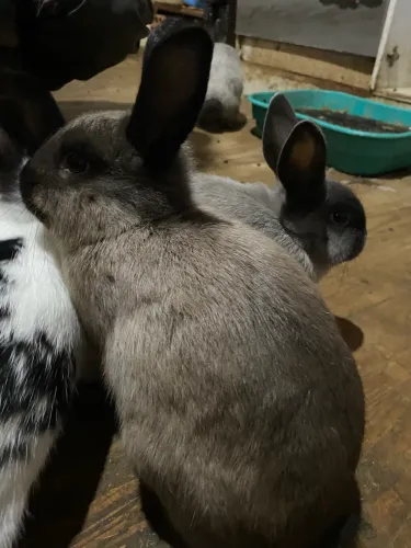Coelhos 