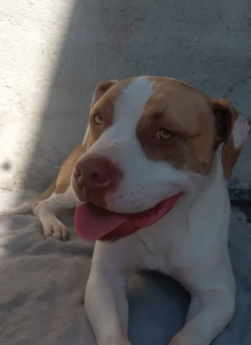 PITBULL PRA ADOÇÃO