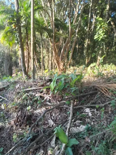 VENDE-SE TERRENO EM MASSARANDUBA