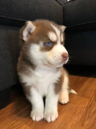 Husky Siberiano - O Cachorro Que Faz Amizade Com Todo Mundo