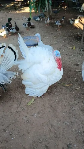 Peru macho branco
