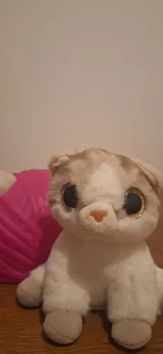 Pets a Live gato