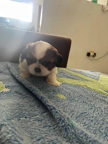 Cachorra fêmea. Shitzu