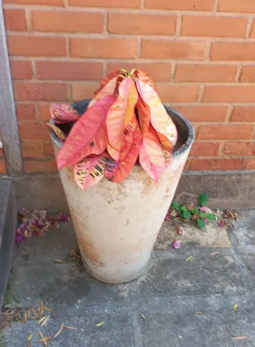Vasos de plantas