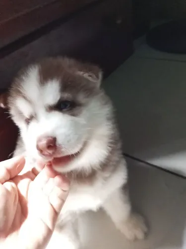 Husky siberiano 