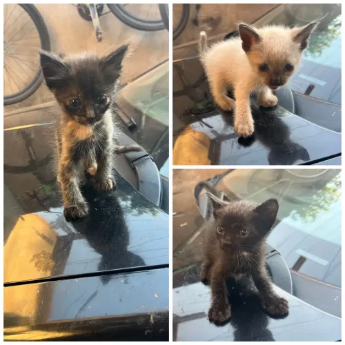 Animais 