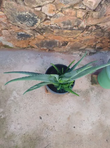 Venda de planta babosa média com mudas.
