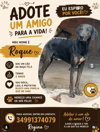Adoção responsável