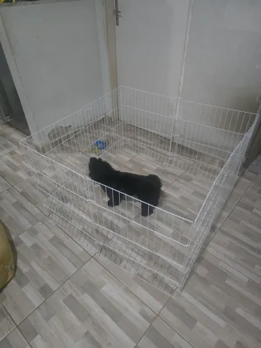 Cercadinho para cachorro