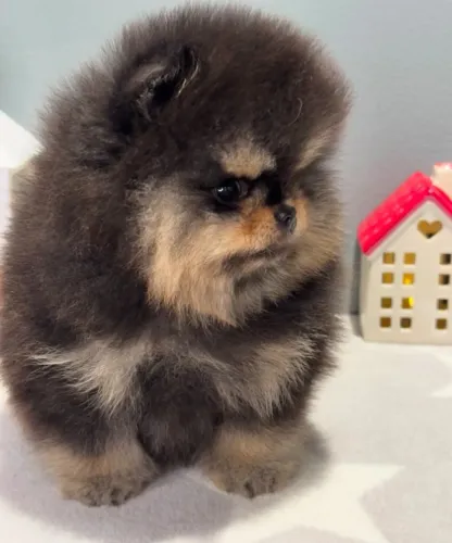 Cachorro Lulu da Pomerania ursinho black para quem busca exclusividade