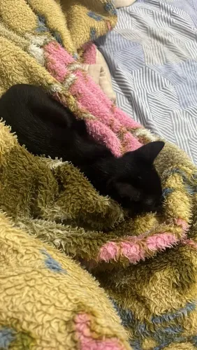 Doando gatinho 