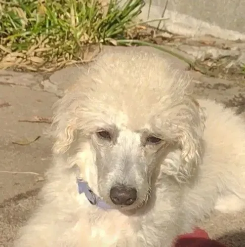 Poodle anão MACHO 6 meses 