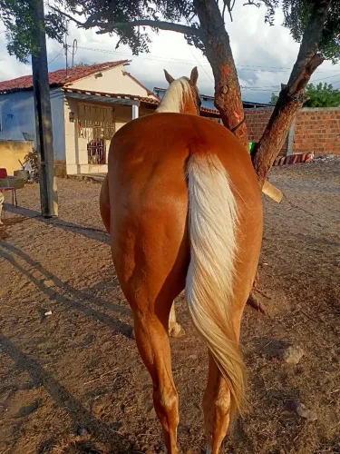 Potra Quarto de Milha 