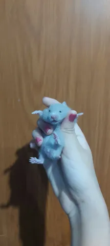 Hamster Sirio 