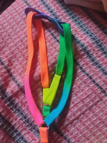 Coleira pet orgulho  LGBTQIA+