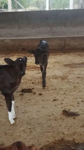 Bezerro mestiço
