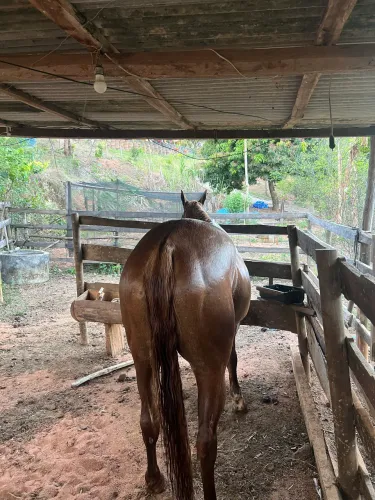 Égua Quarto de Milha