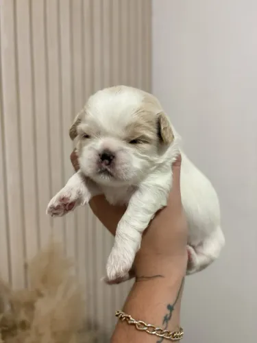 Vende-se shih tzu macho