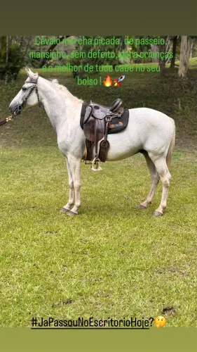 Cavalo comum marcha picada