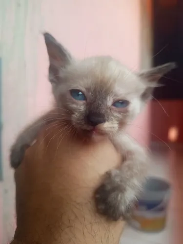 Gatos filhotes pra doação 