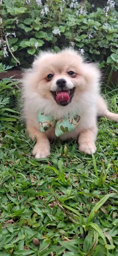 Spitz alemão linhagem russa
