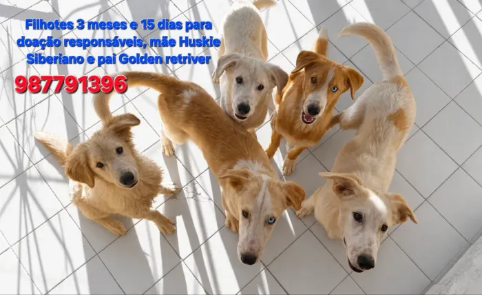 Doação de filhotes responsável 