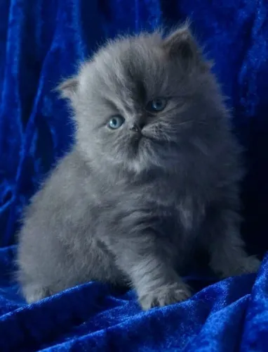 GATINHO PERSA FILHOTE 