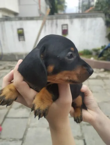 Cachorro dashund  Salsicha *Prá sair hoje 