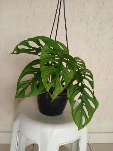 Monstera Adansonii.  Costela de Eva. 