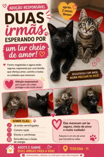 Doação de gatinhas