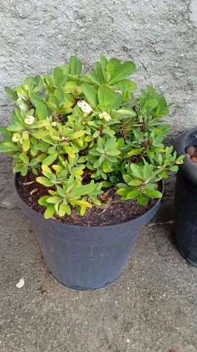 Planta ornamental eu e tu em três cores
