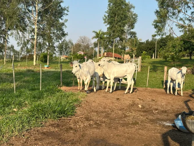 Vendo 6 Novilhas