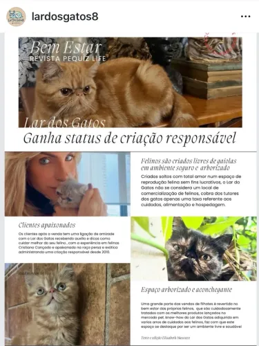 Filhotes de gato persa e exóticos 