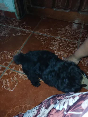 Cachorro 