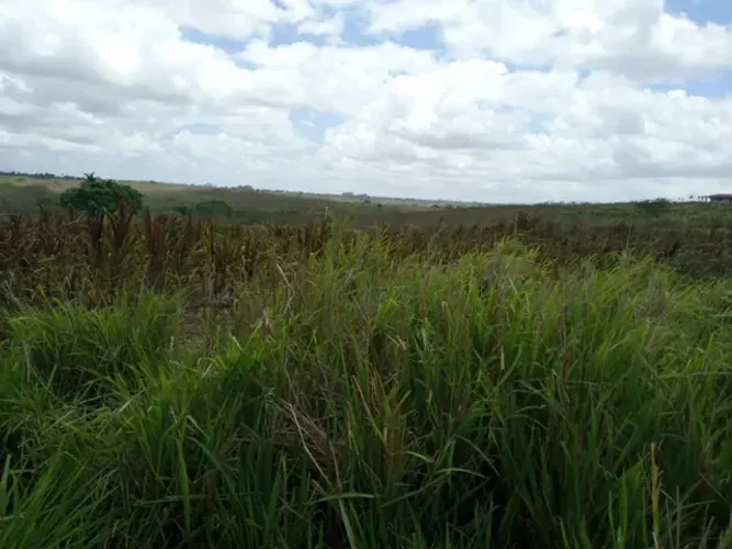 Ótima Fazendinha 11.5 Hc. top de luxo na região de Monte Alegre