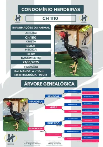 Ovos de índio gigante