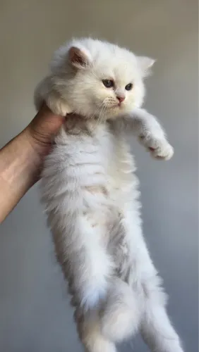 Gato persa 